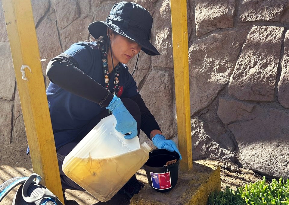 AUTORIDAD SANITARIA DISPUSO NUEVAS TRAMPAS EN SECTORES ESTRATÉGICOS DE ANTOFAGASTA, CALAMA Y TOCOPILLA