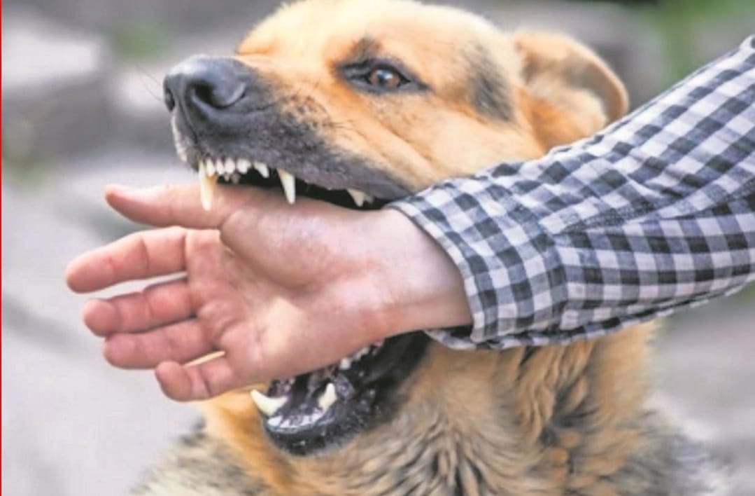 MÁS DE 4 MIL MORDEDURAS REGISTRA LA REGIÓN