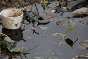 ALERTAN SOBRE LOS CUIDADOS ANTE LA PRESENCIA DE VECTORES TRANSMISORES DEL DENGUE Y ZIKA EN LA REGIÓN