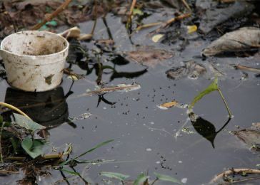 ALERTAN SOBRE LOS CUIDADOS ANTE LA PRESENCIA DE VECTORES TRANSMISORES DEL DENGUE Y ZIKA EN LA REGIÓN