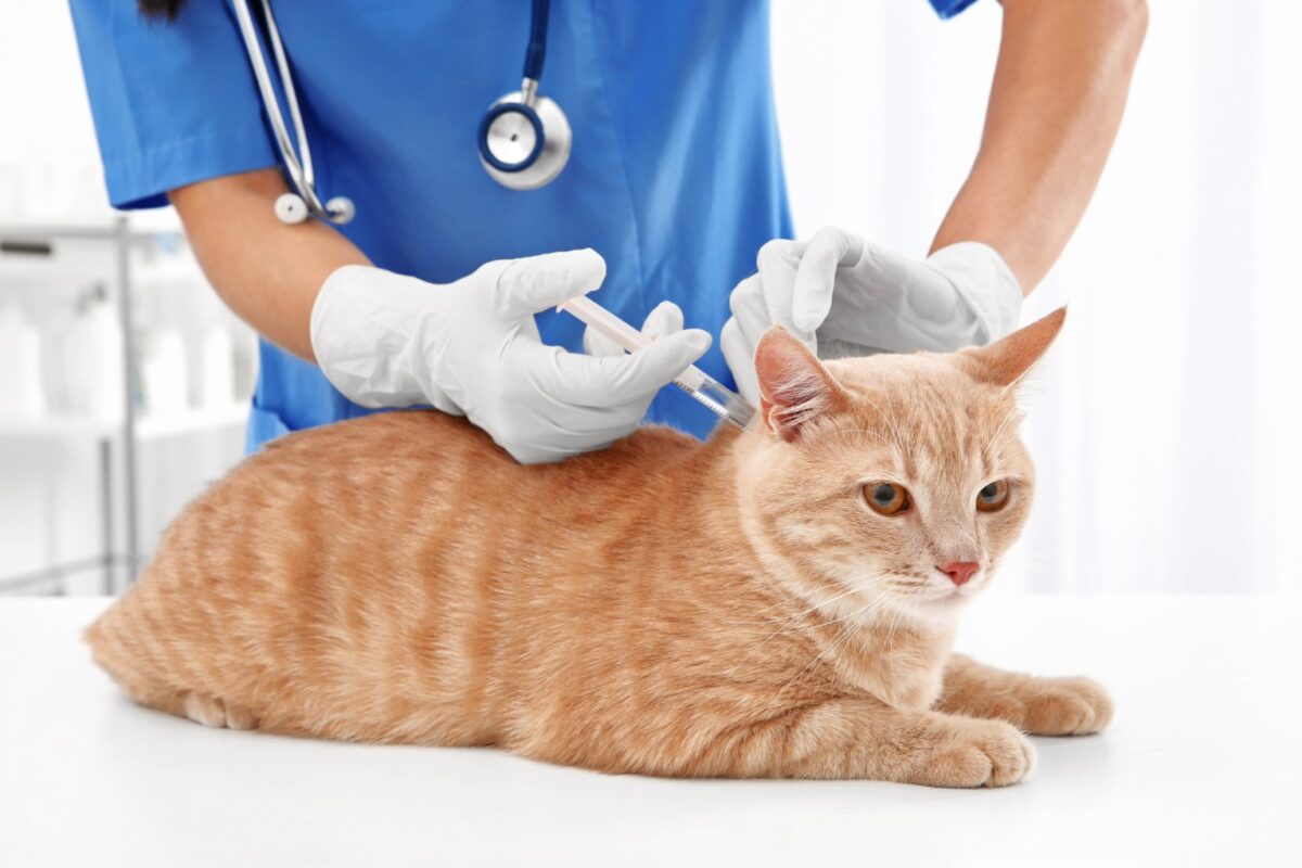 REALIZARÁN OPERATIVO VACUNACIÓN GRATUITA CONTRA RABIA EN PERROS Y GATOS