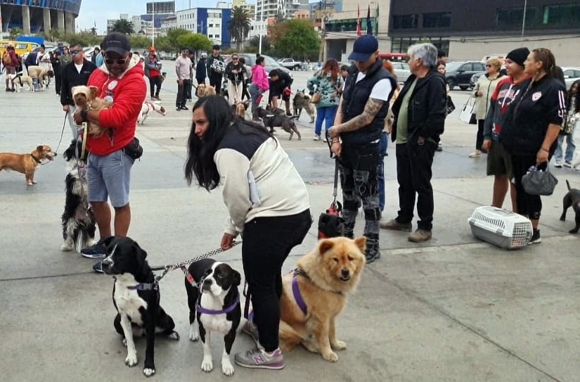 SALUD Y MUNICIPIO VACUNARON A MÁS DE MIL MASCOTAS
