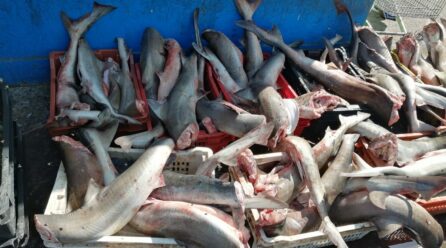 INVESTIGADORES DE LA UA ALERTAN SOBRE CRÍTICO ESTADO DE TIBURONES COSTEROS CONSUMIDOS COMO “TOLLOS” EN EL NORTE DE CHILE